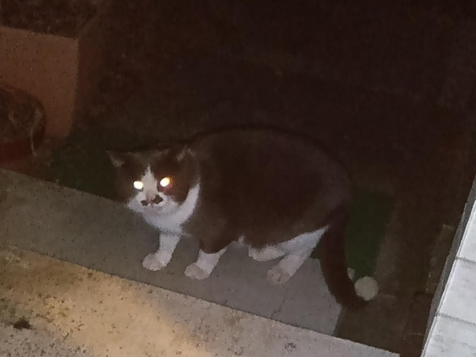 目撃された猫 目撃された猫