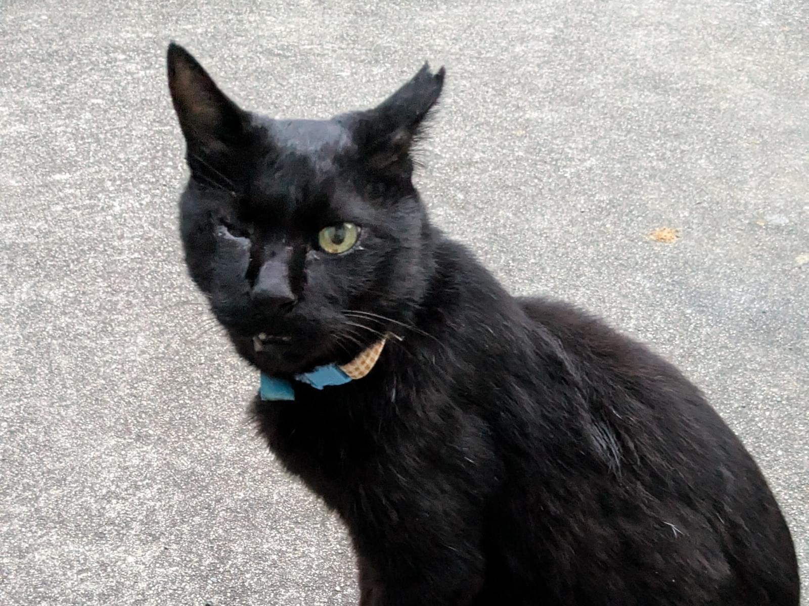 保護された猫 保護された猫