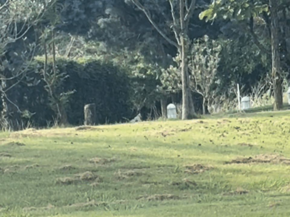目撃された犬 目撃された犬