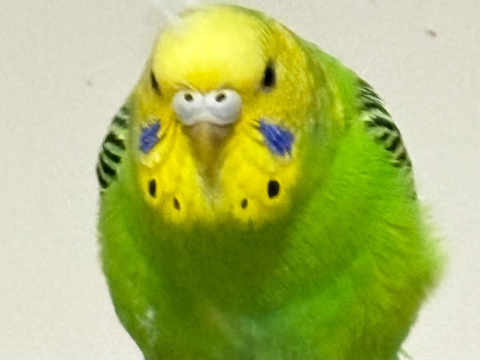 ピヨ丸ちゃん ピヨ丸ちゃん