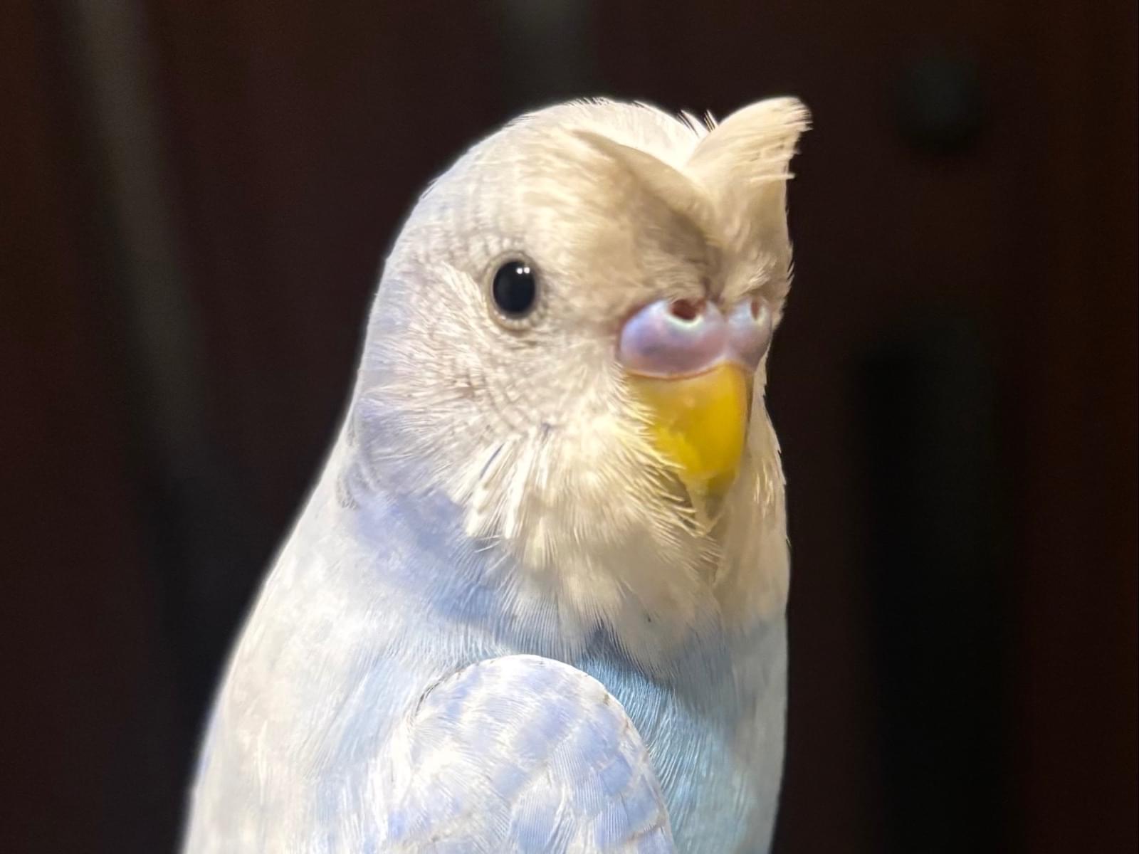 保護された鳥 保護された鳥