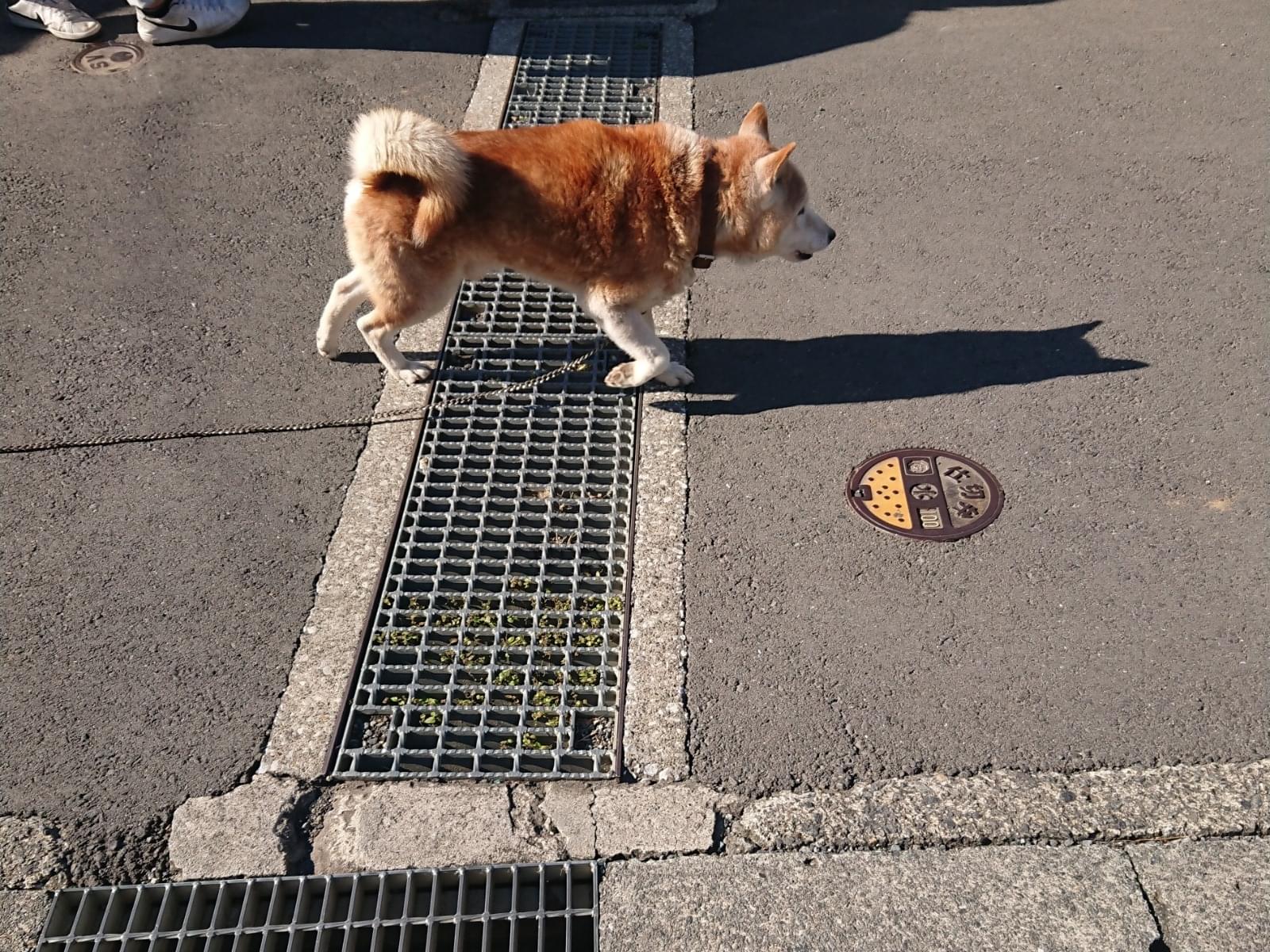 目撃された犬 目撃された犬