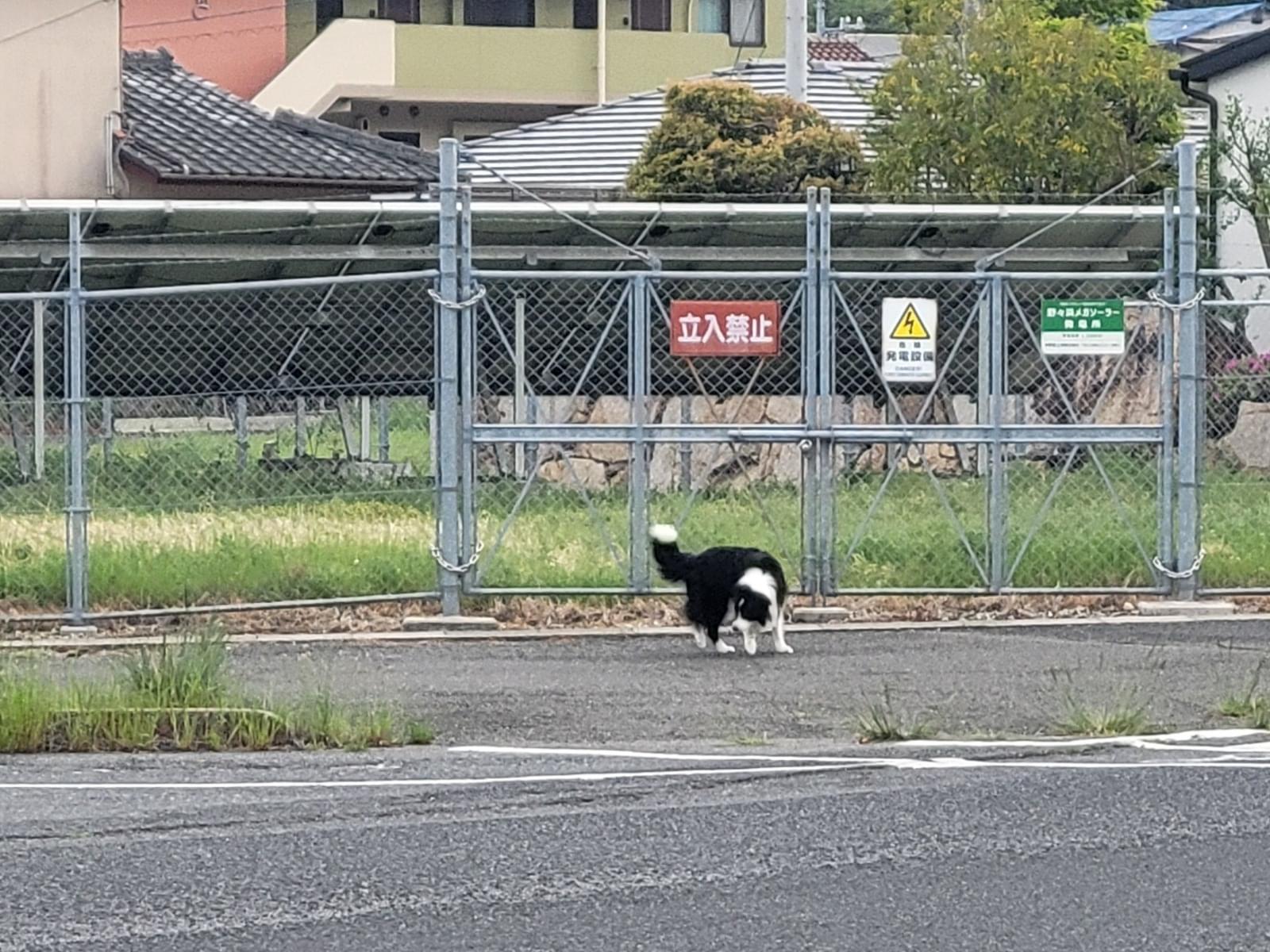 目撃された犬 目撃された犬