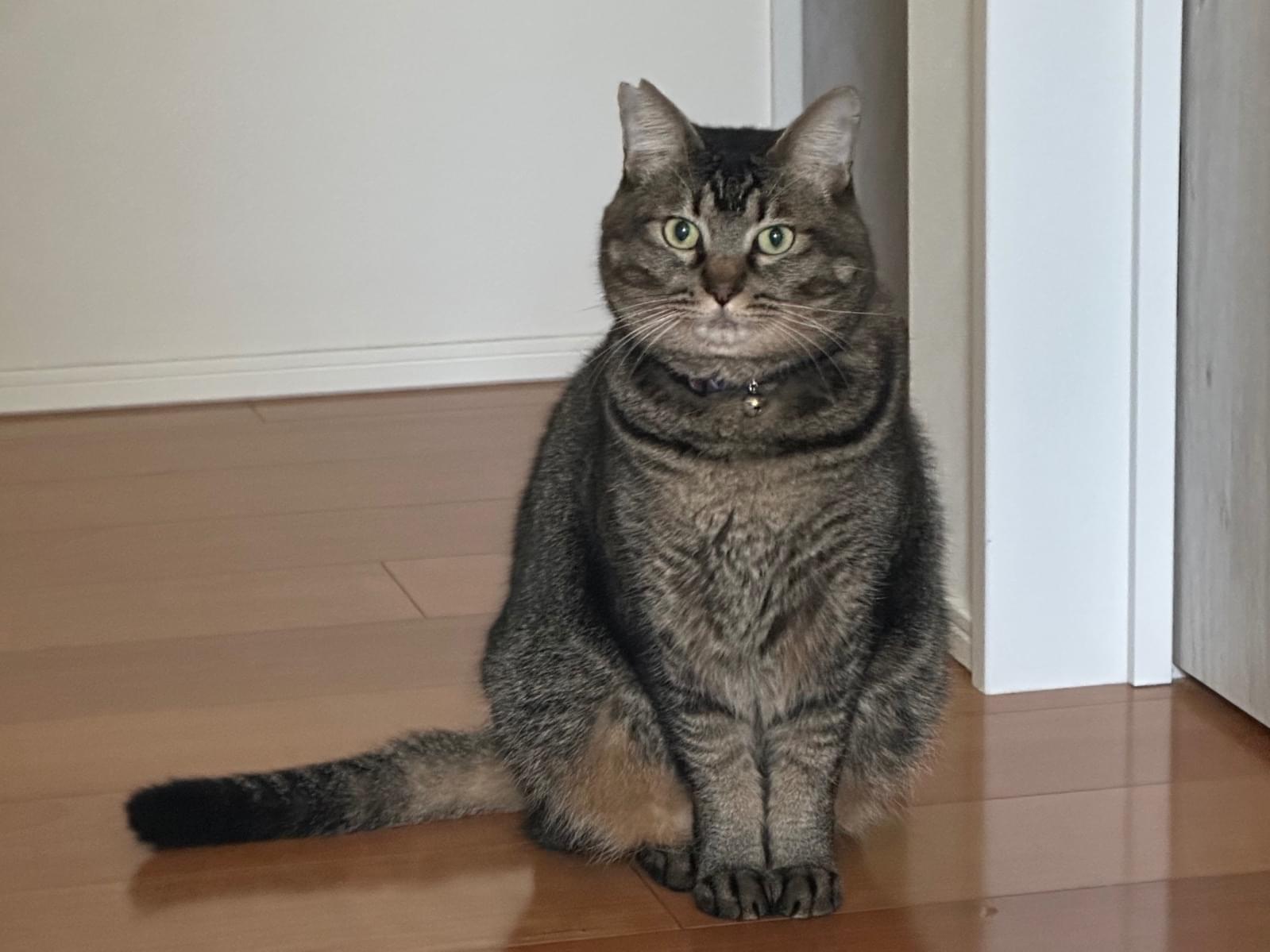 ちゅーのすけちゃん