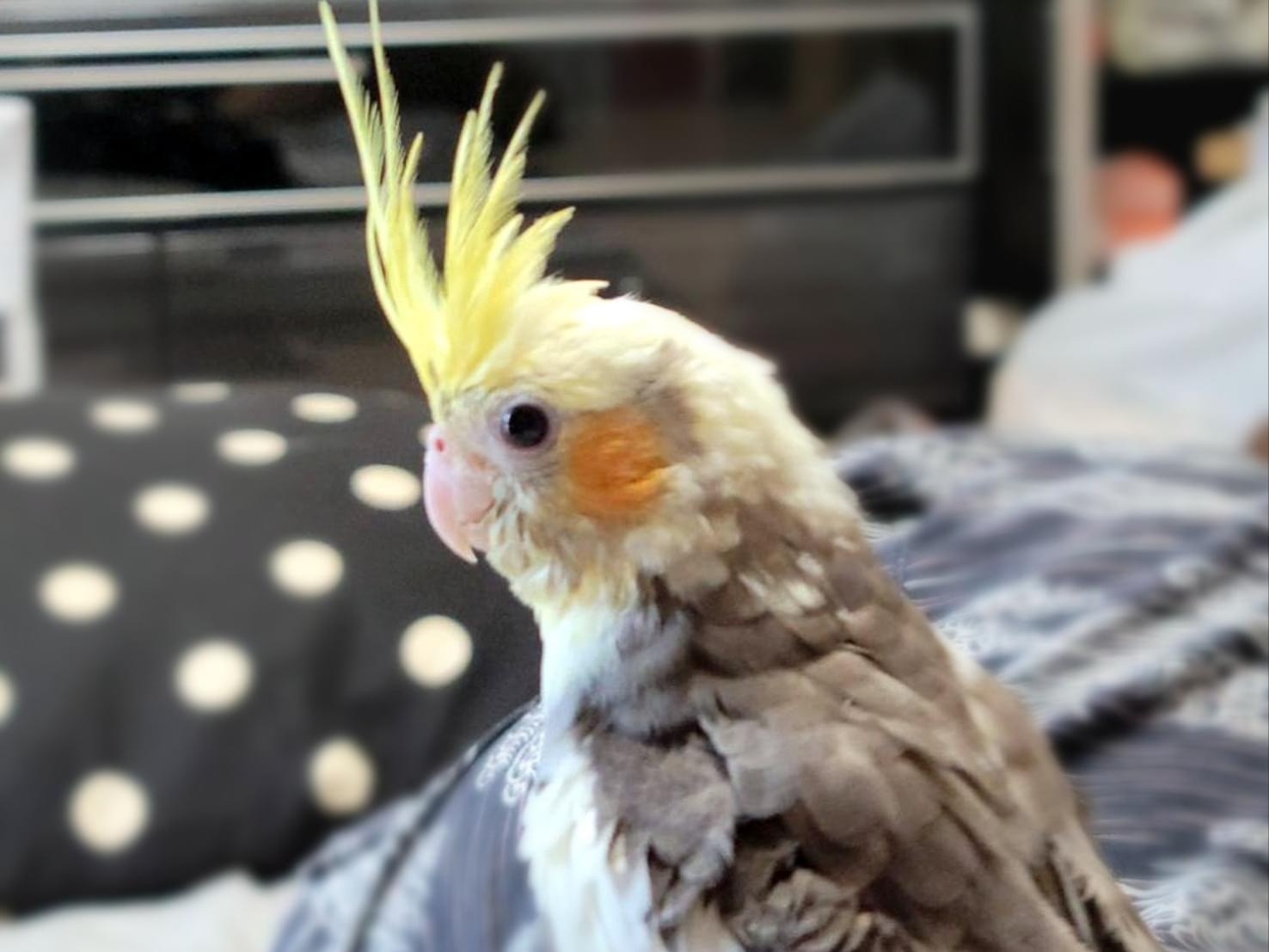 フゥちゃん フゥちゃん