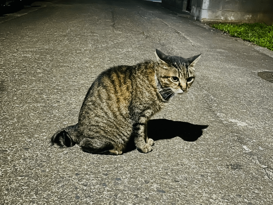 きせきちゃん きせきちゃん
