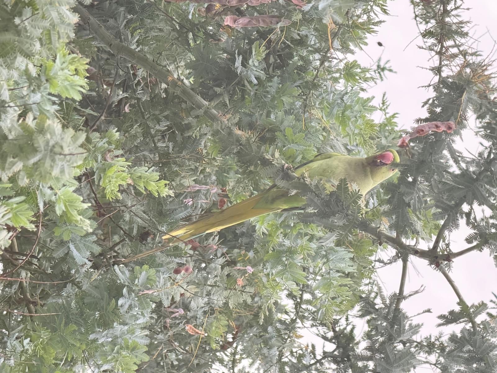 目撃された鳥 目撃された鳥