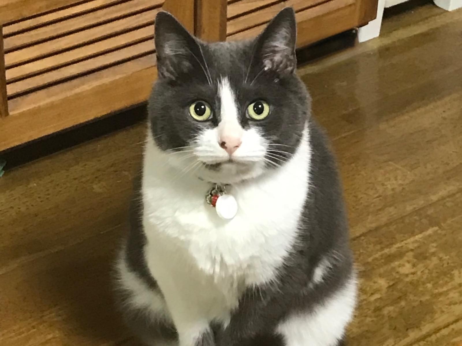こてつちゃん こてつちゃん