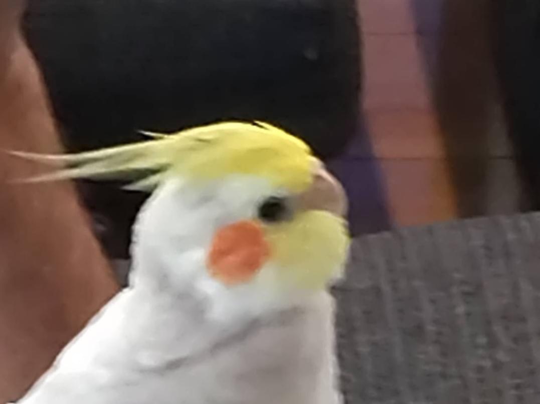 もんちゃん もんちゃん