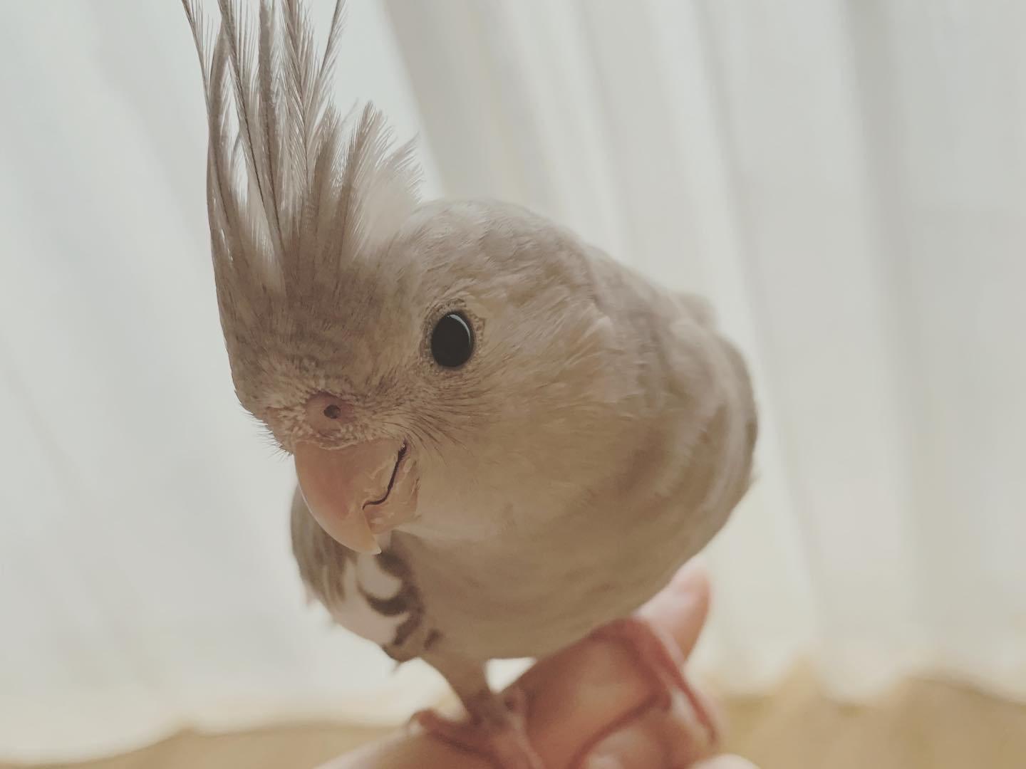 ラテちゃん ラテちゃん