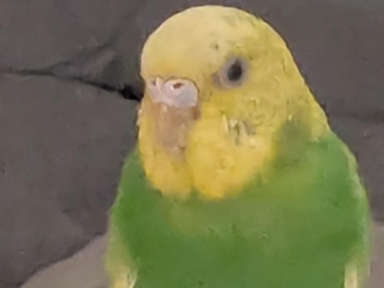 セキセイインコのコメちゃん