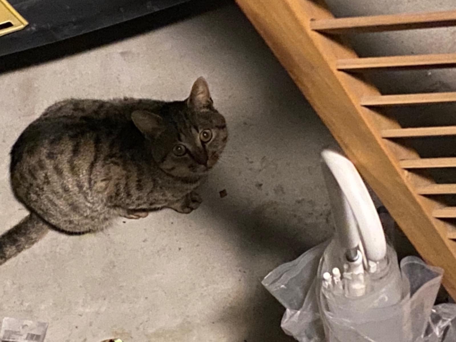 目撃された猫 目撃された猫