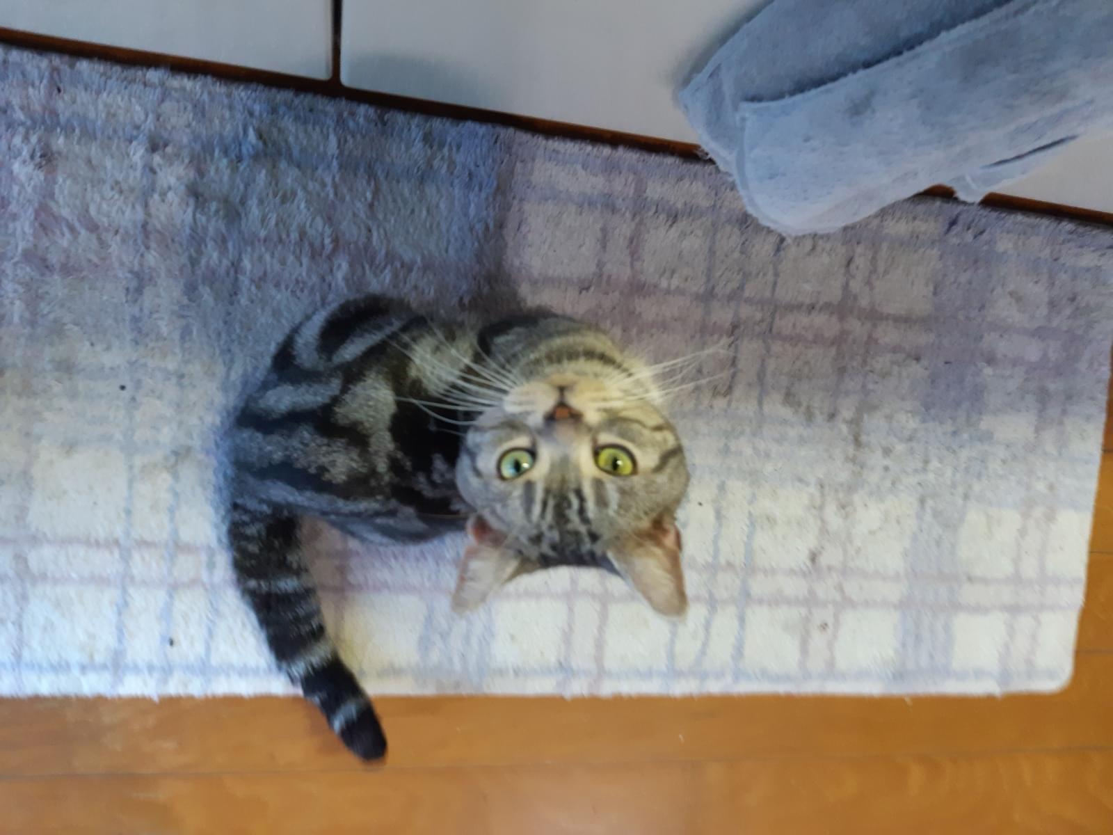 保護された猫 保護された猫