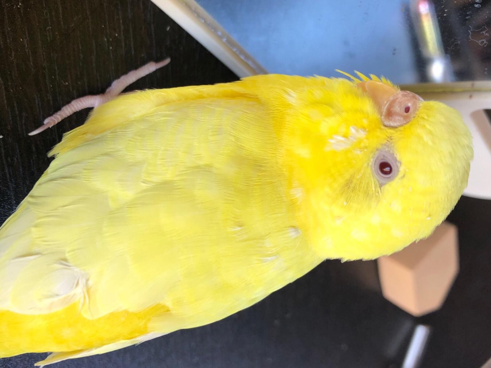 おりちゃん おりちゃん