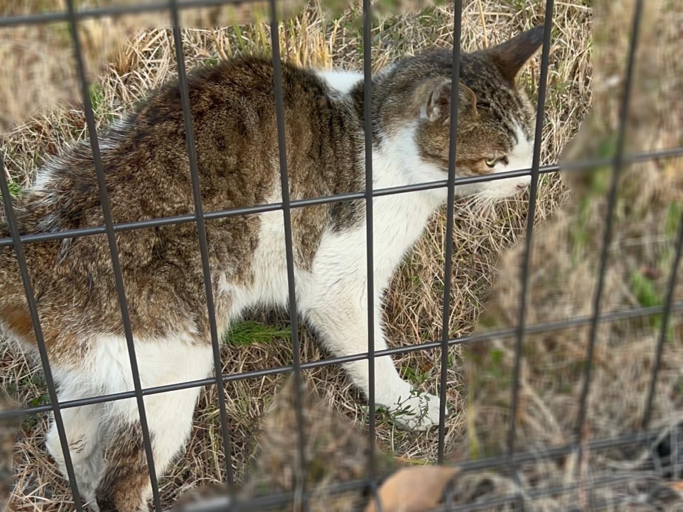 目撃された猫 目撃された猫