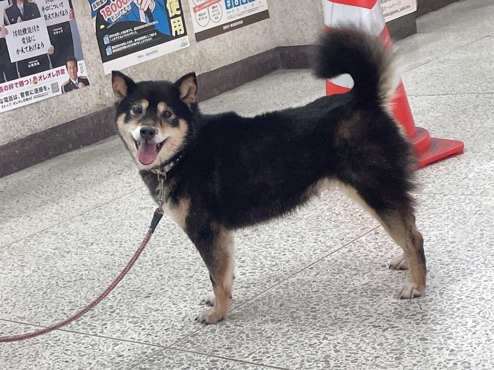 保護された犬 保護された犬