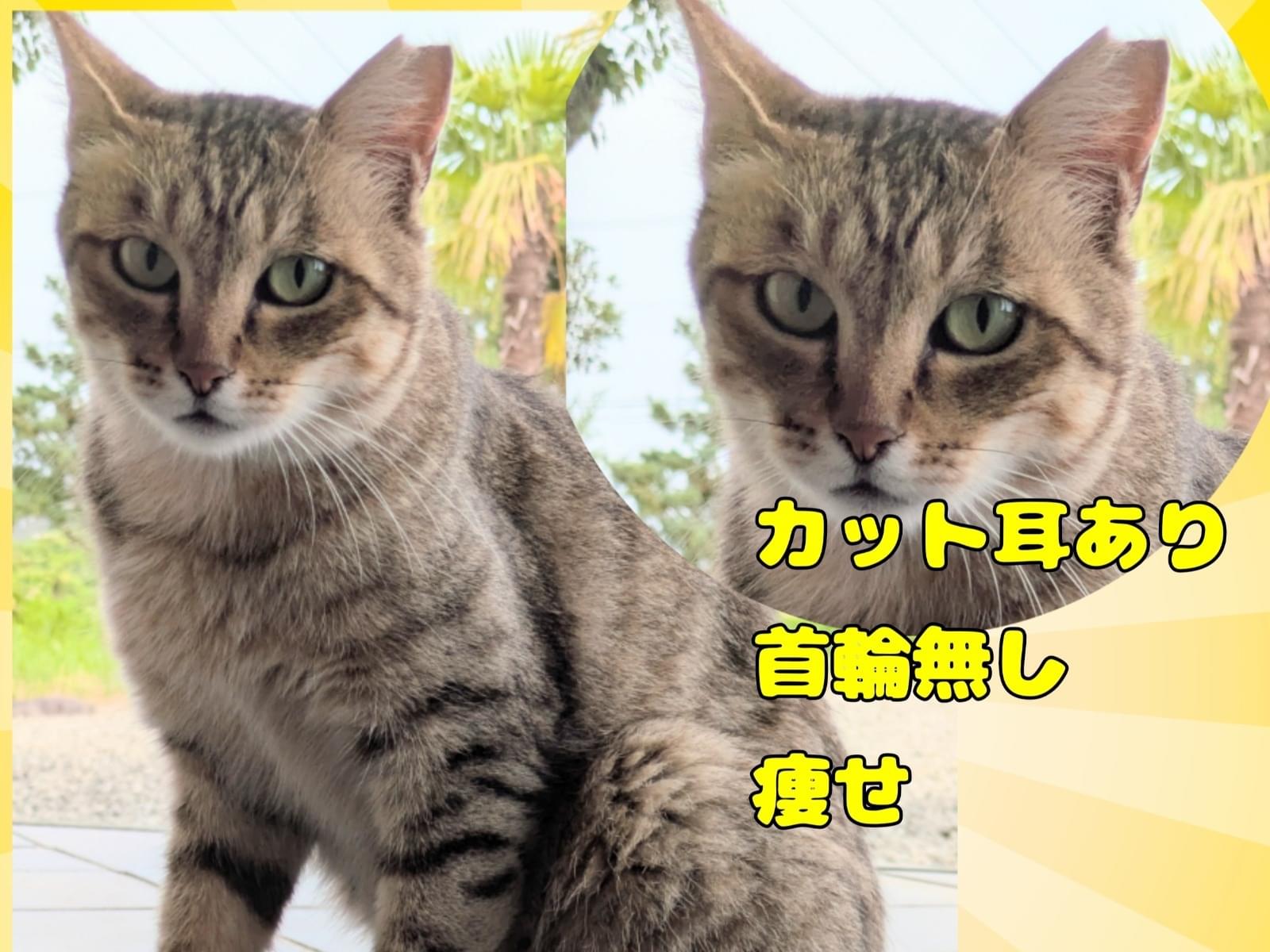 目撃された猫 目撃された猫