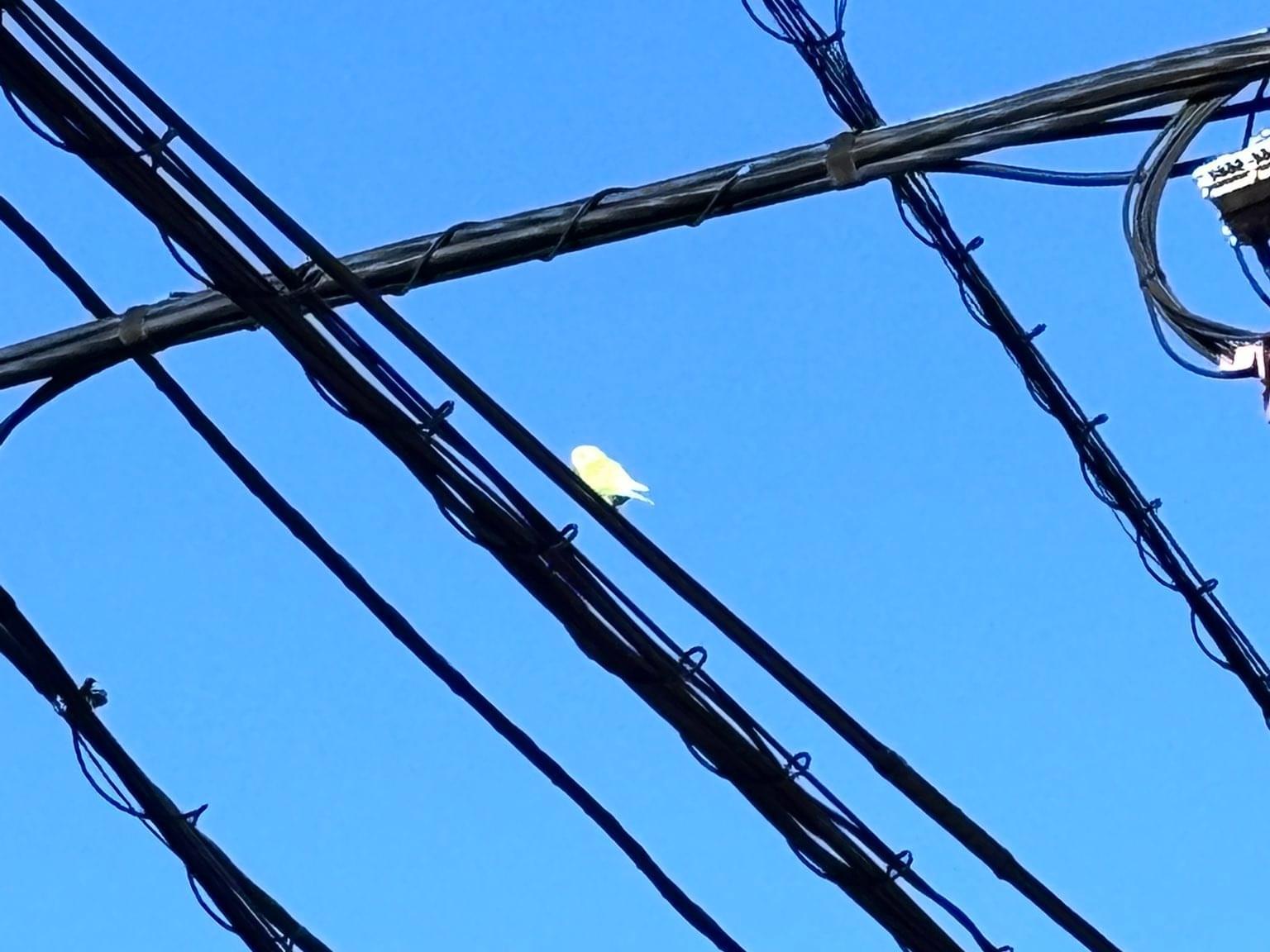 目撃された鳥 目撃された鳥