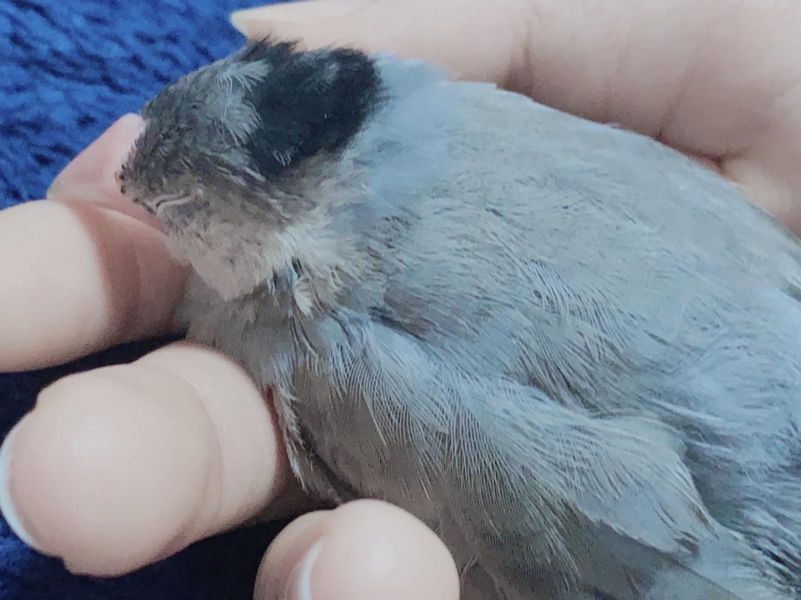 すぐるちゃん すぐるちゃん