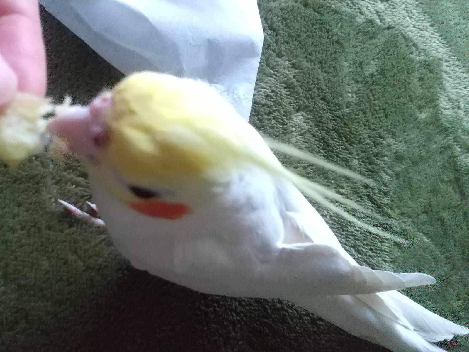 ピッピちゃん ピッピちゃん