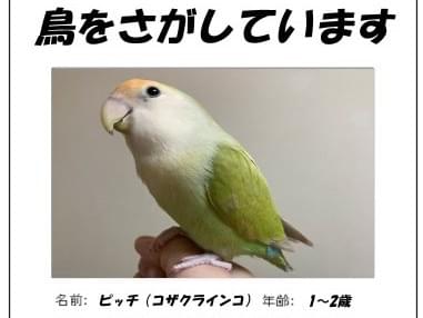 ピッチちゃん ピッチちゃん