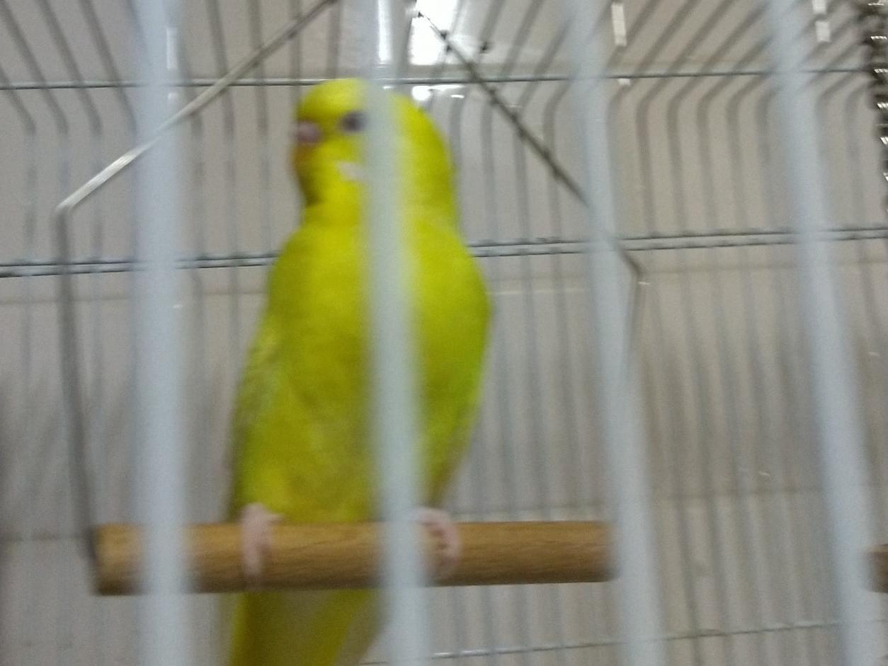 きいちゃん きいちゃん