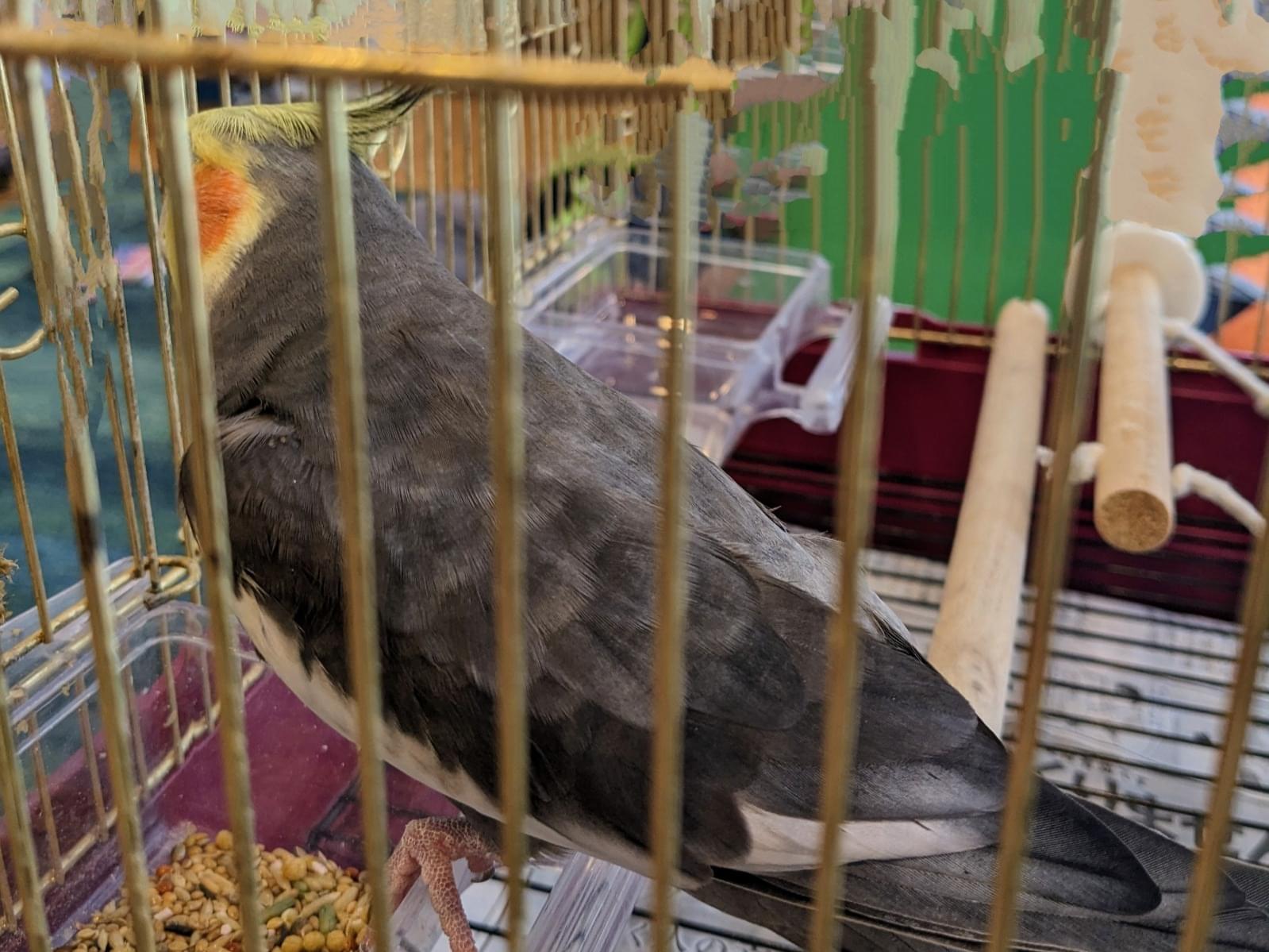 保護された鳥 保護された鳥