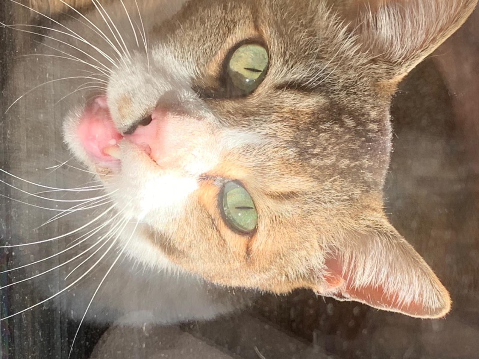 目撃された猫 目撃された猫