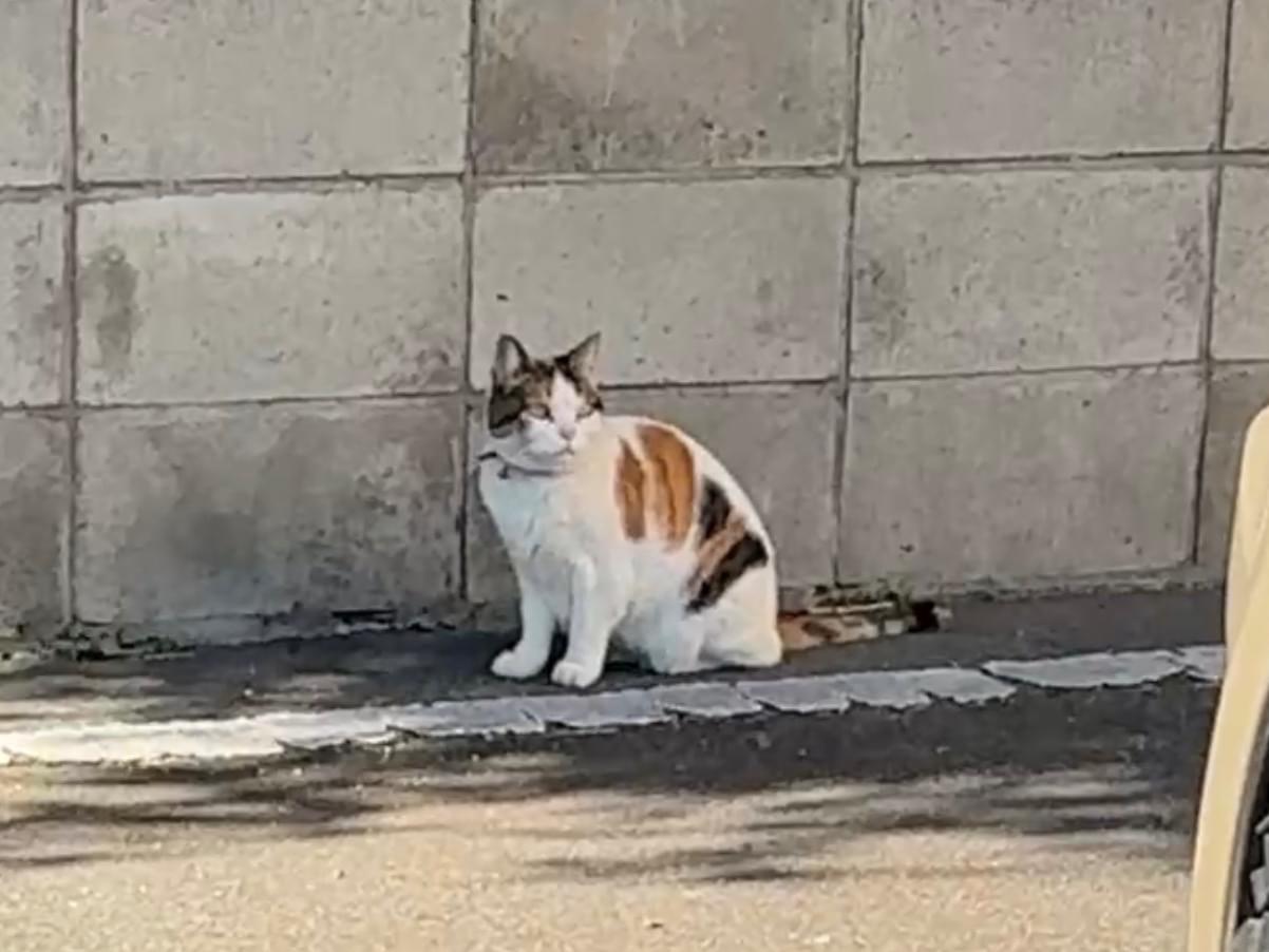 目撃された猫 目撃された猫