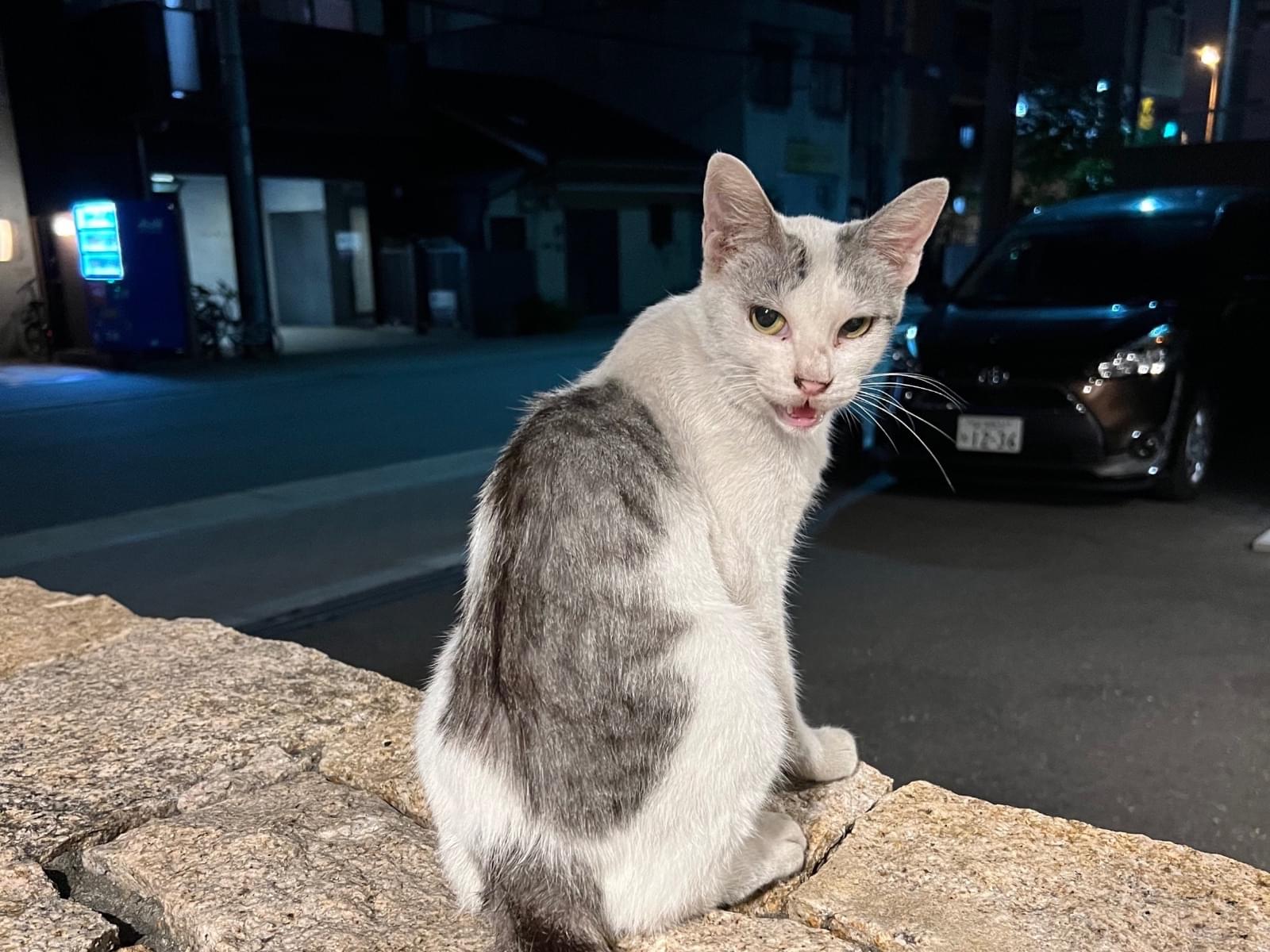 目撃された猫 目撃された猫