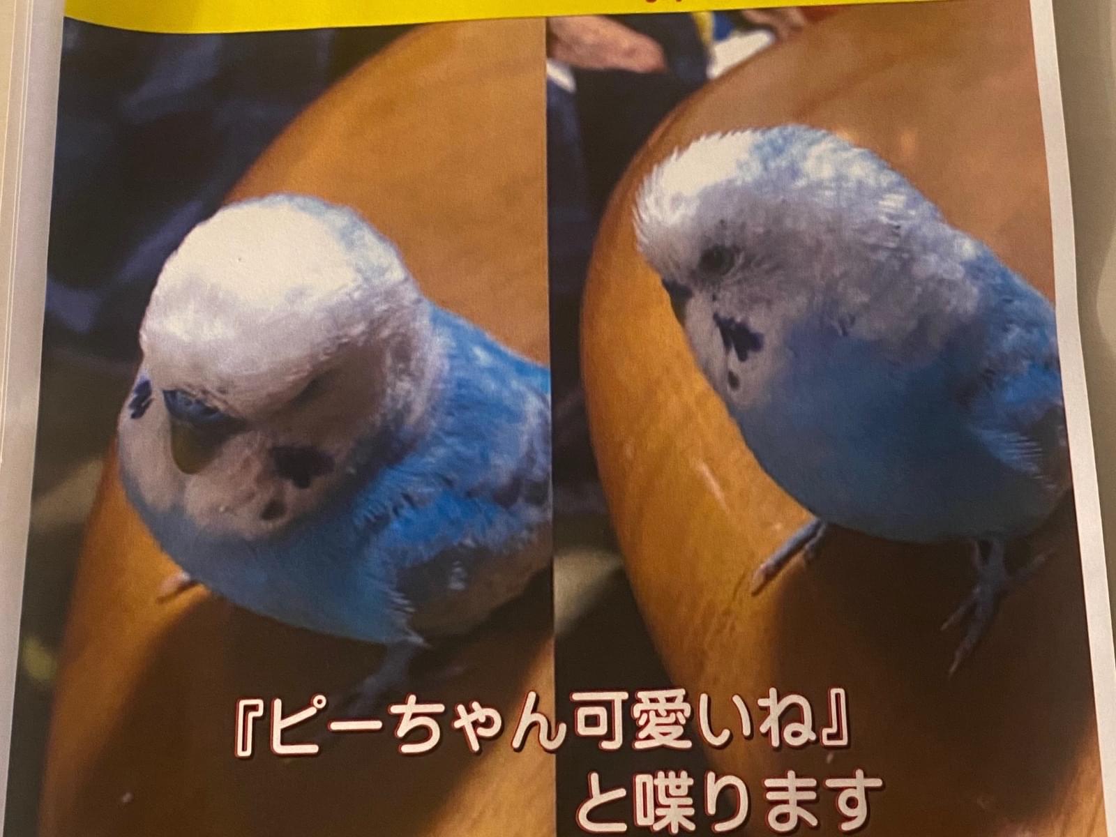 ぴーちゃん ぴーちゃん
