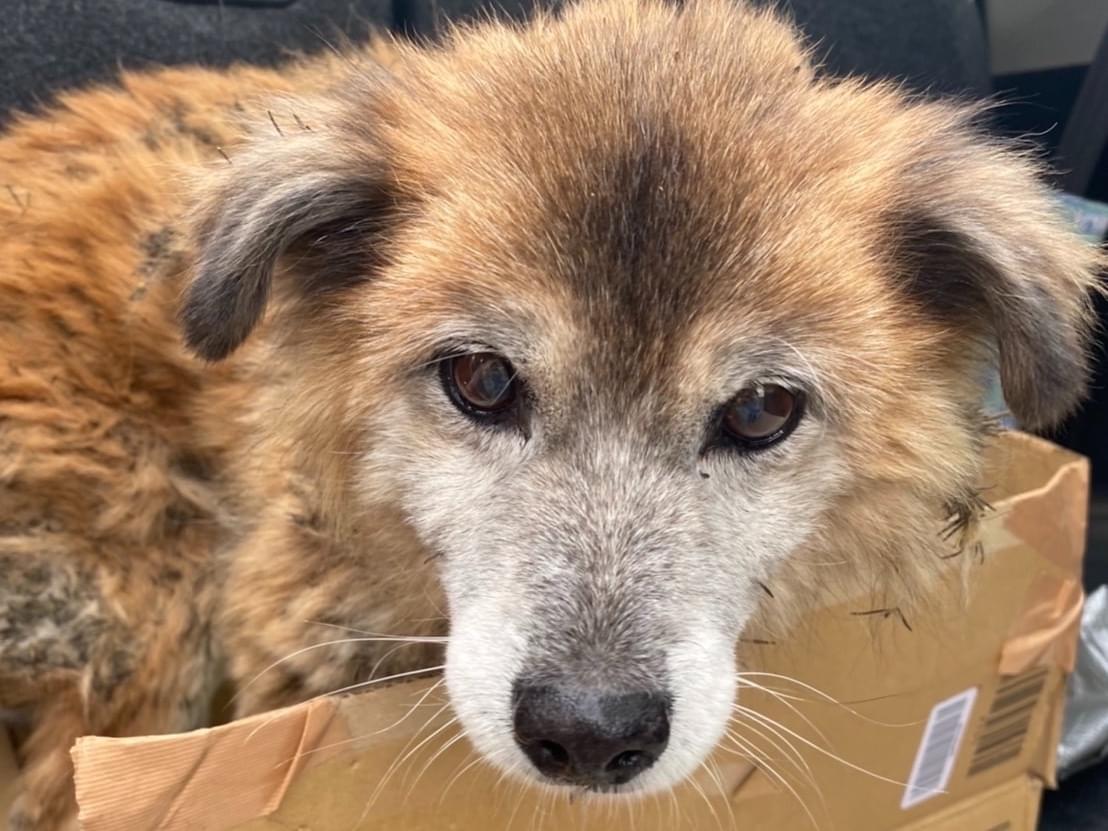 保護された犬 保護された犬