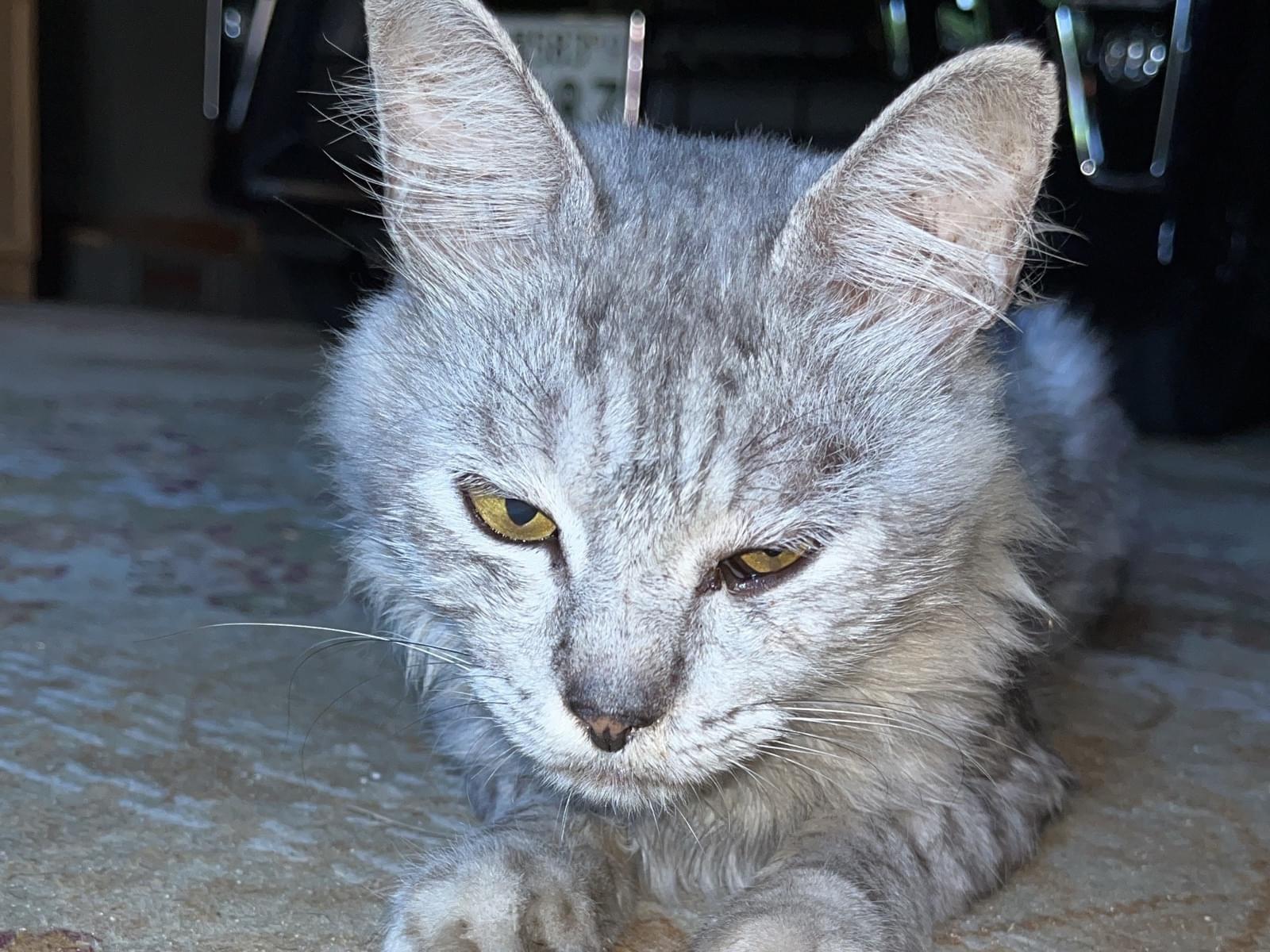 保護された猫 保護された猫