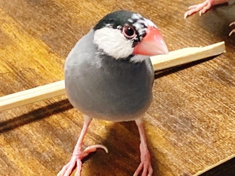 つぼみちゃん つぼみちゃん