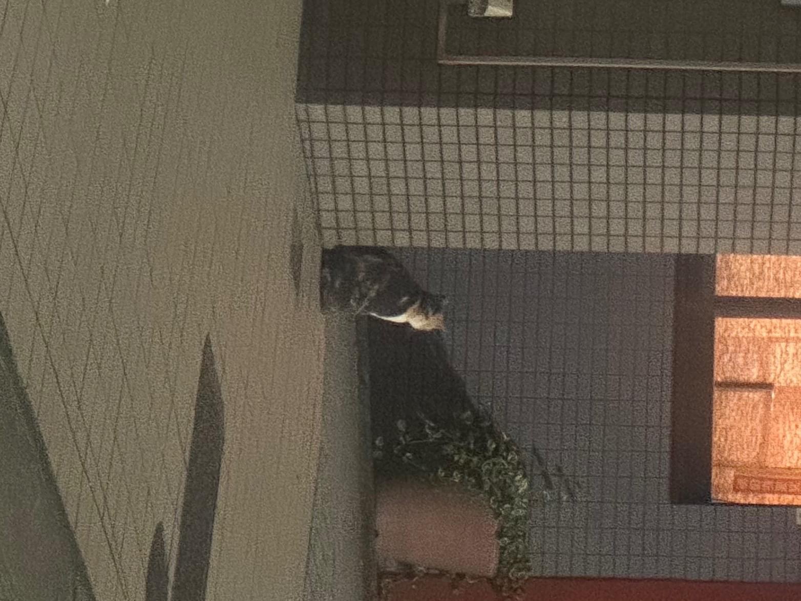 目撃された猫