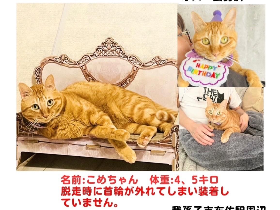 こめちゃん こめちゃん