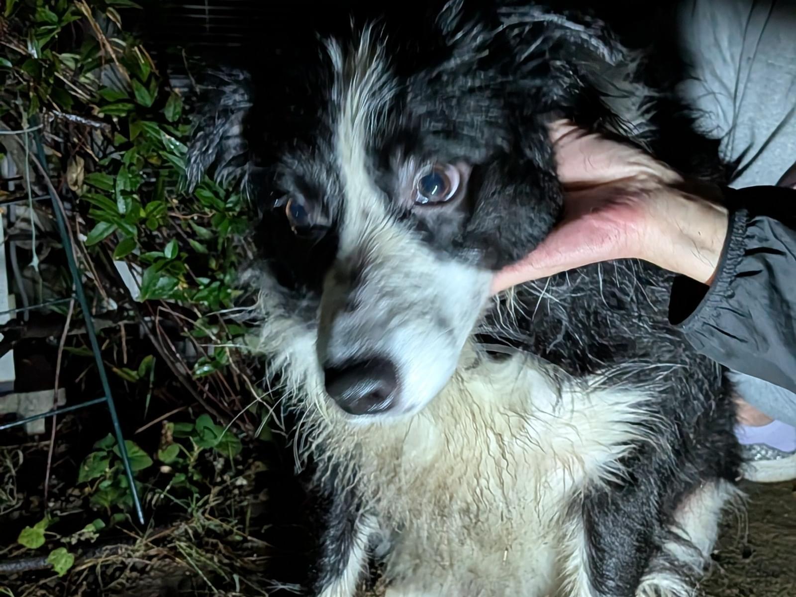 保護された犬 保護された犬