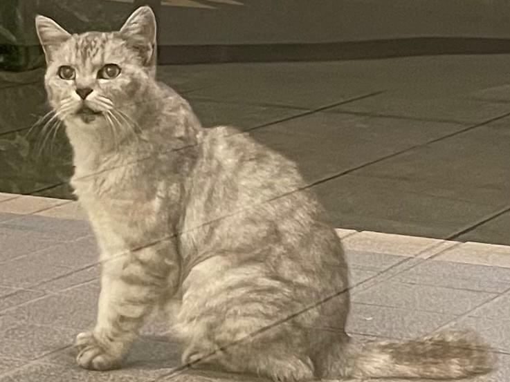 目撃された猫 目撃された猫