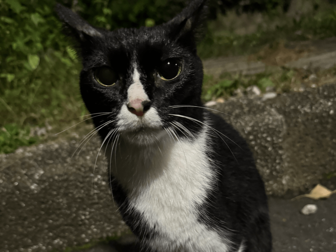 目撃された猫 目撃された猫