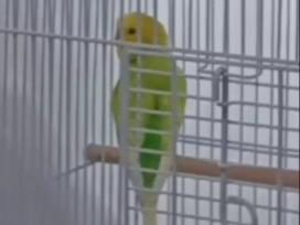 いっちゃん いっちゃん
