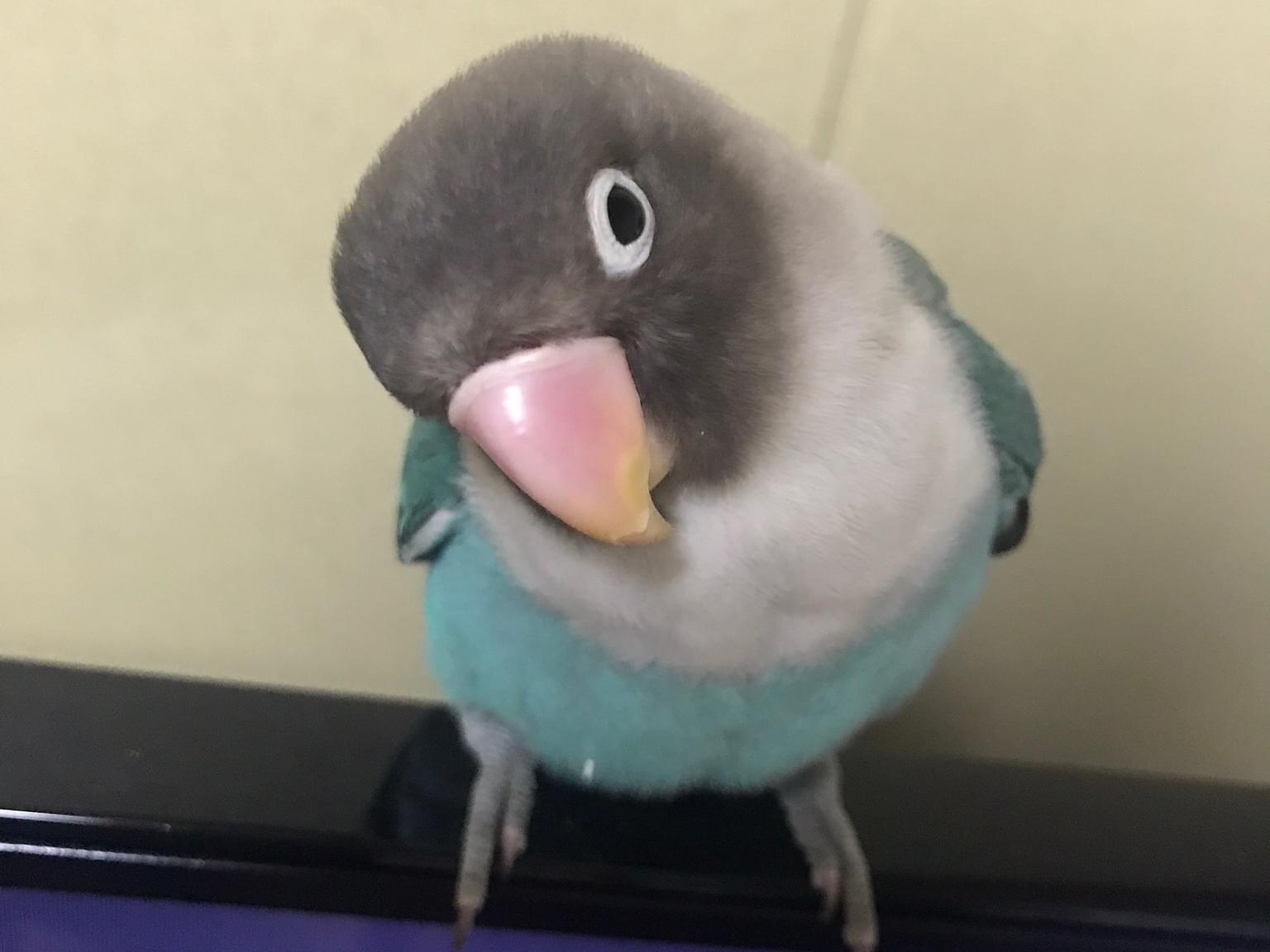 アルトちゃん アルトちゃん