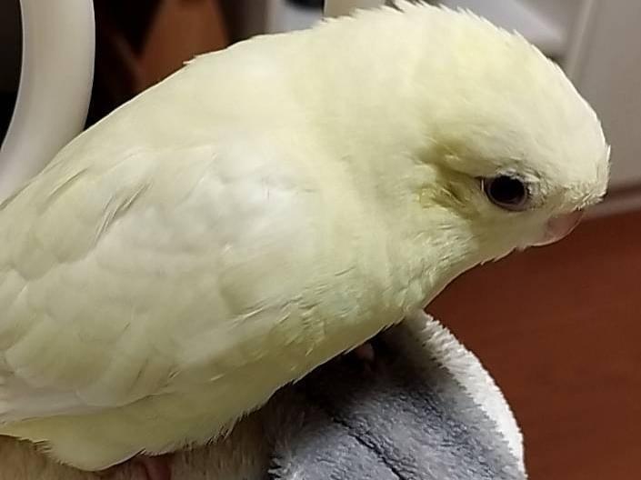 こなみちゃん こなみちゃん