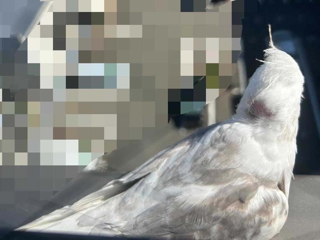 目撃された鳥 目撃された鳥