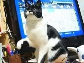 おバツちゃん おバツちゃん