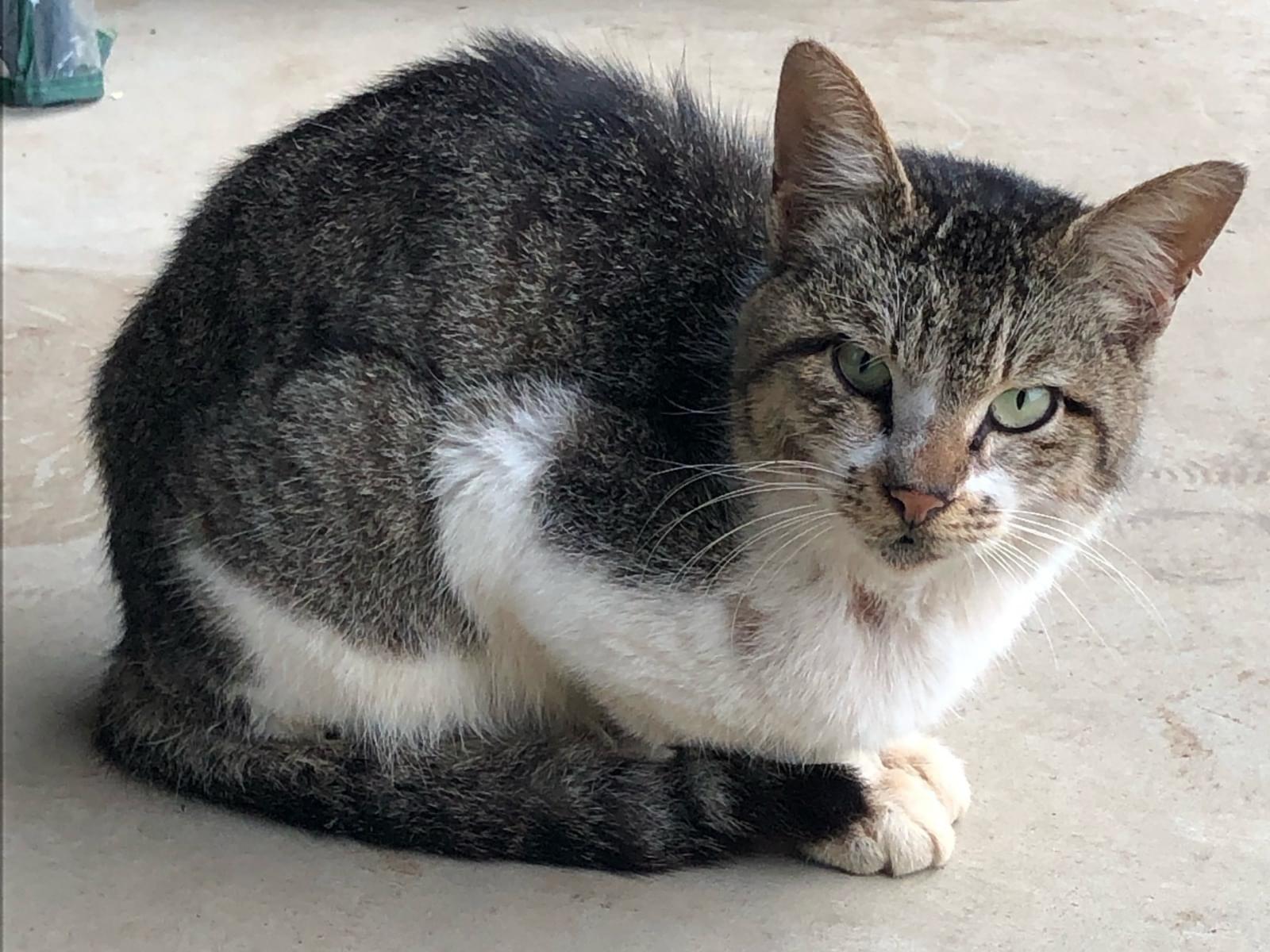 目撃された猫 目撃された猫