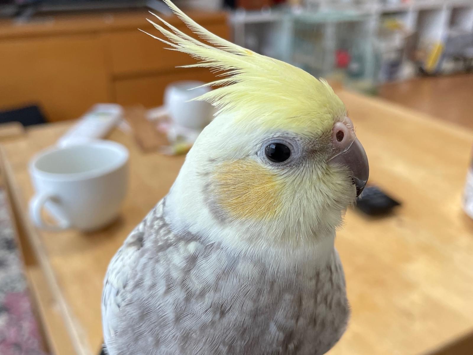 柚ちゃん 柚ちゃん