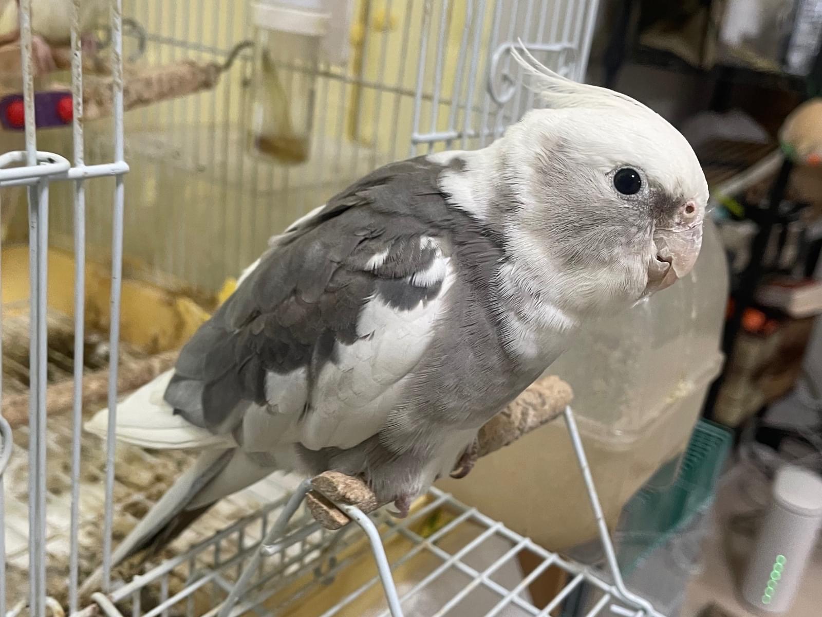 保護された鳥 保護された鳥