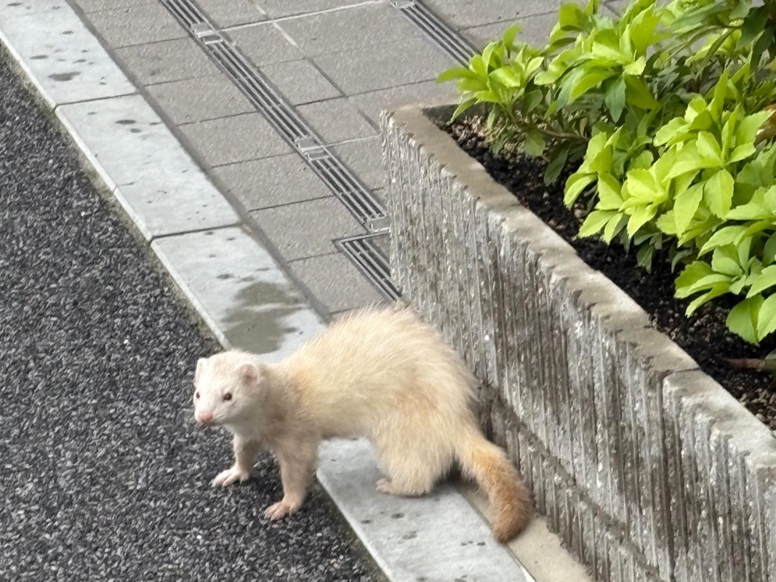 目撃されたペット 目撃されたペット