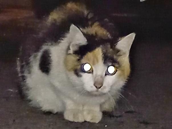 目撃された猫 目撃された猫