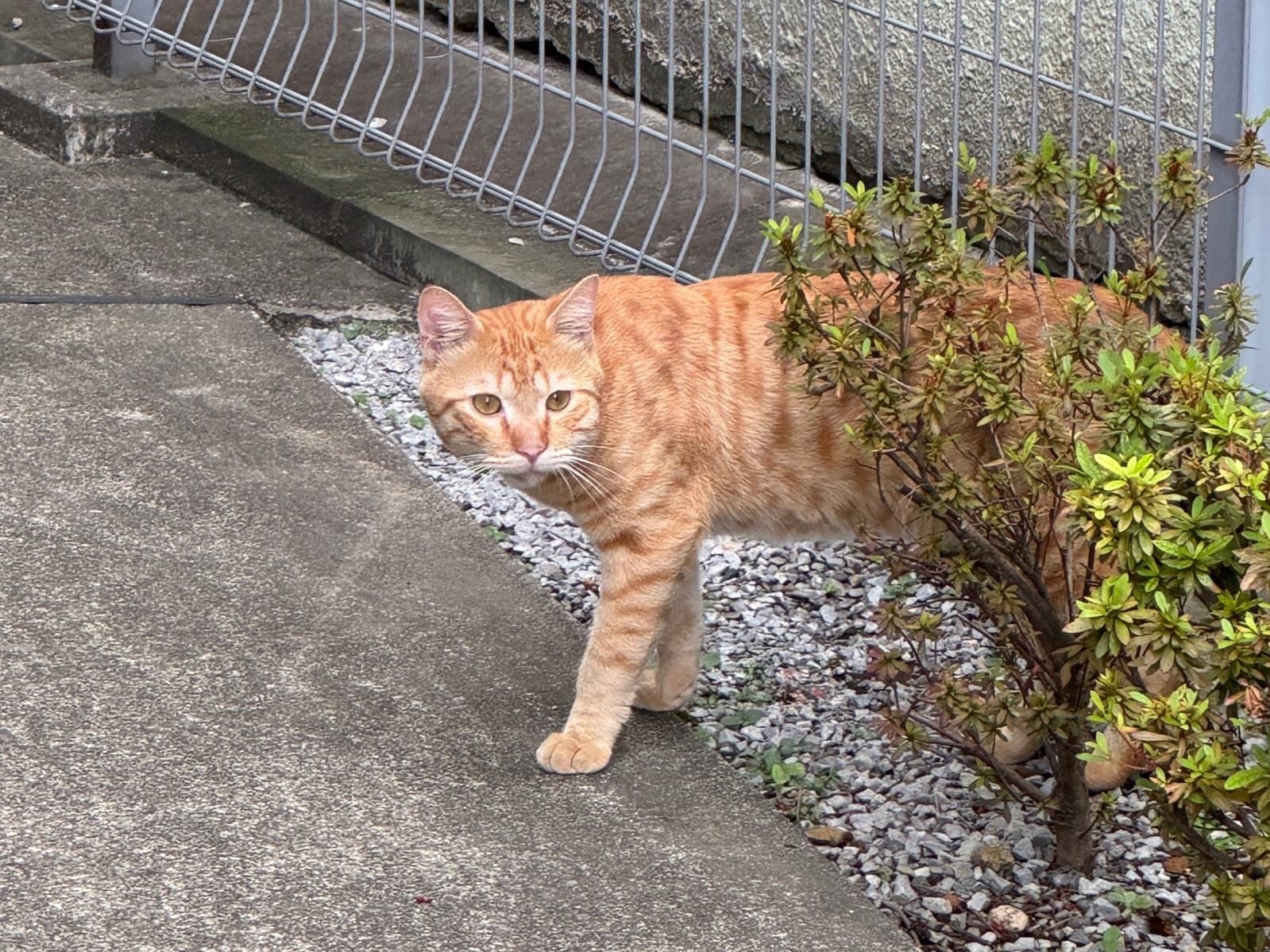 目撃された猫 目撃された猫